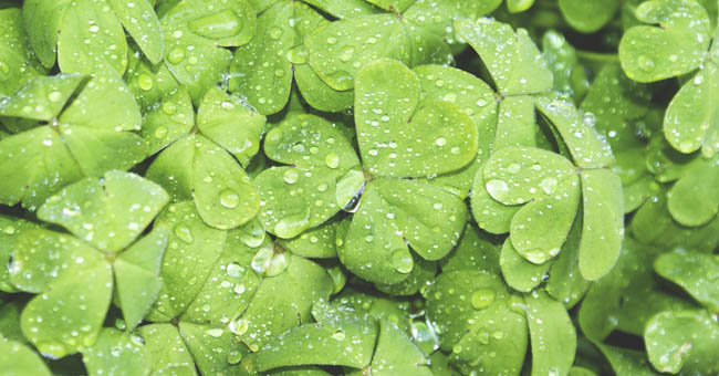St. Patrick’s Day: Why is the holiday so green?
